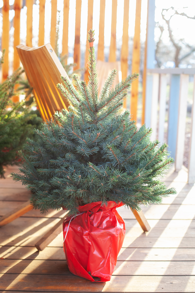 Ein in rotes Tuch gehüllter Weihnachtsbaum auf der Veranda.