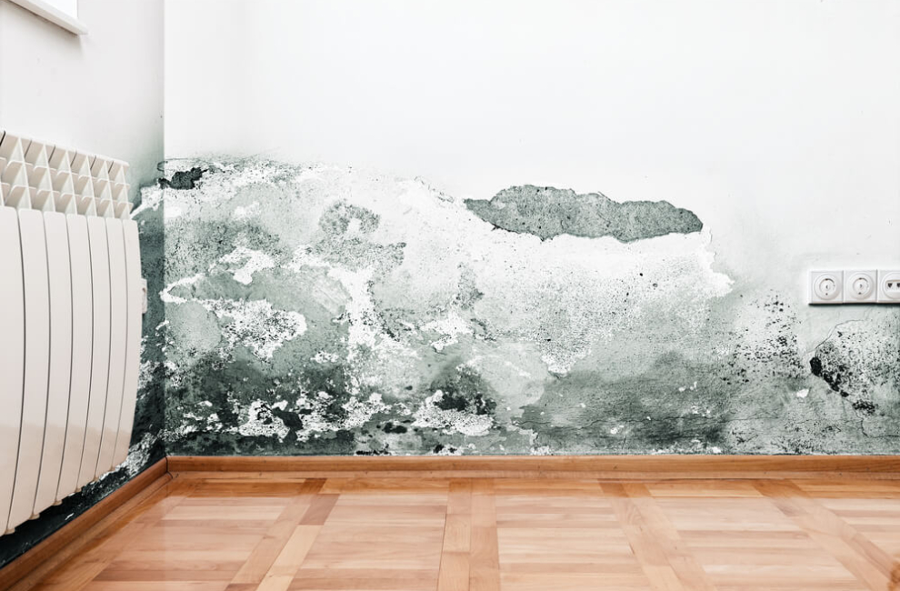 Grüner Schimmel an der Wand des Wohnzimmers.