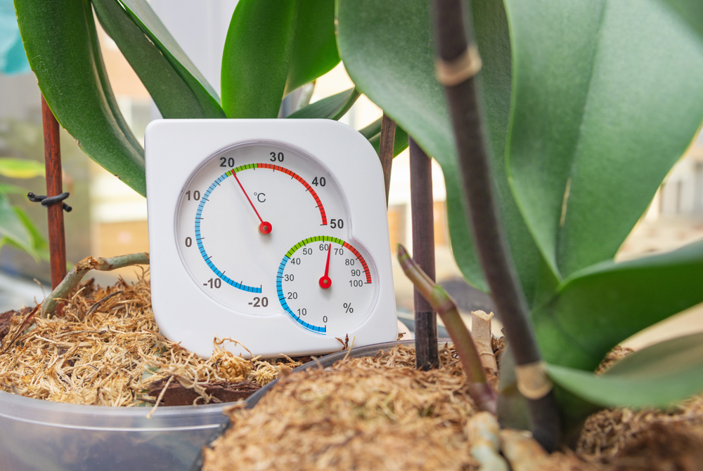 Ein Feuchtigkeits- und Temperaturmessgerät für das Haus, das sich in einer der Zimmerpflanzen befindet.
