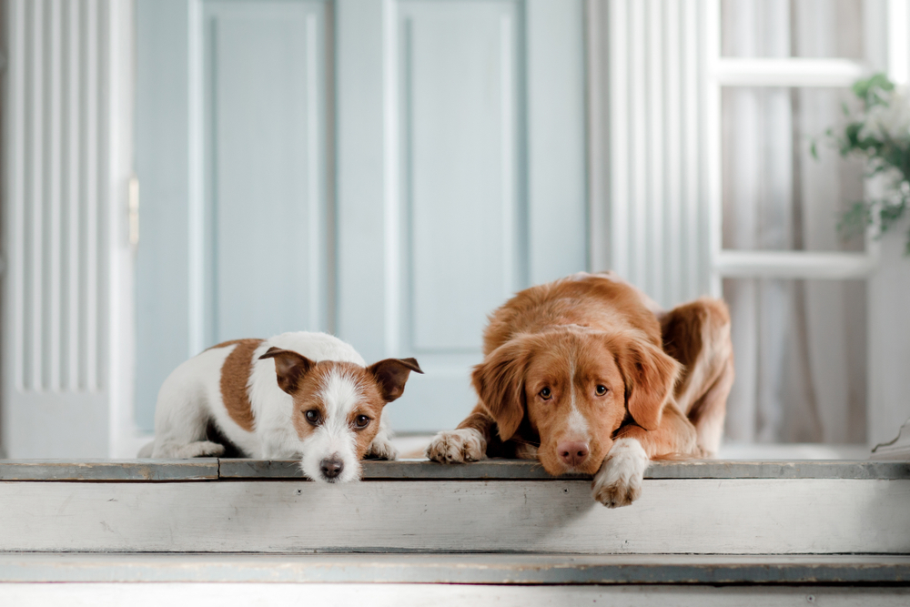 Zwei Hunde beschützen ein sicheres Zuhause